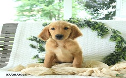 Golden Retriever dogs for sale: Abby - Image 6