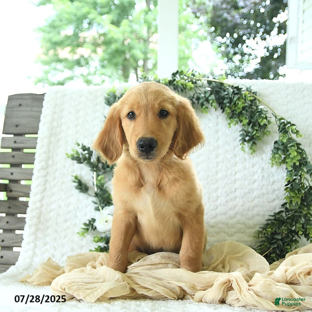 Golden Retriever dogs for sale: Abby - Image 6