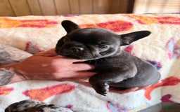 French Bulldog dogs for sale: Luna - Image 1
