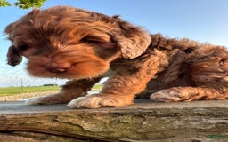 Labradoodle dogs for sale: Multigenerational Coco - Image 7