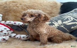 Toy Poodle dogs for sale: Elsy - Image 5