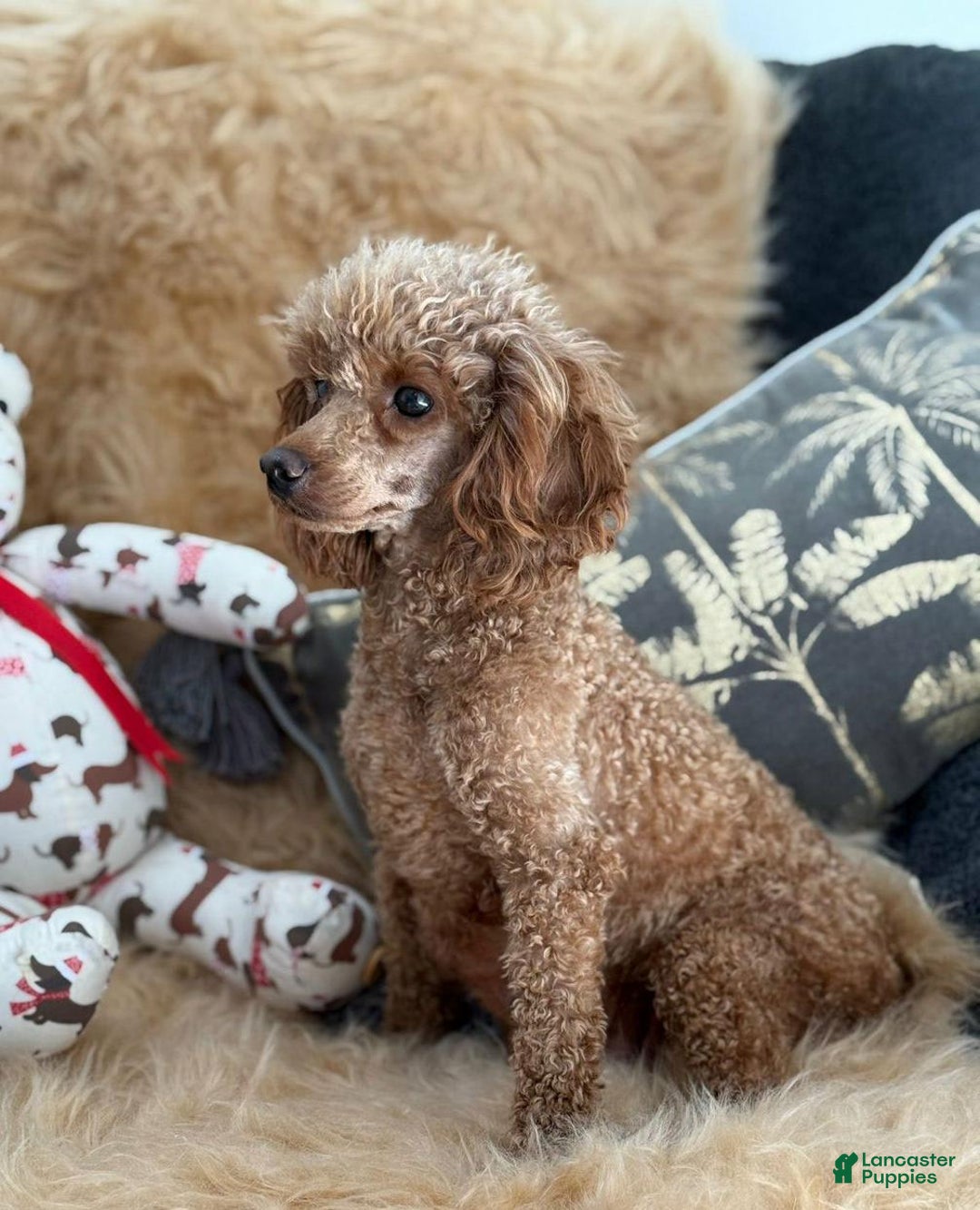 Toy Poodle dogs for sale: Elsy - Image 5