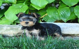 Yorkshire Terrier dogs for sale: Yorkshire Terrier 4 puppies - Image 2