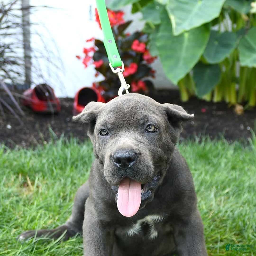 Cane Corso dogs for sale: Olivia - Image 8