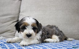 Mini Bernedoodle dogs for sale: Luke - Image 22