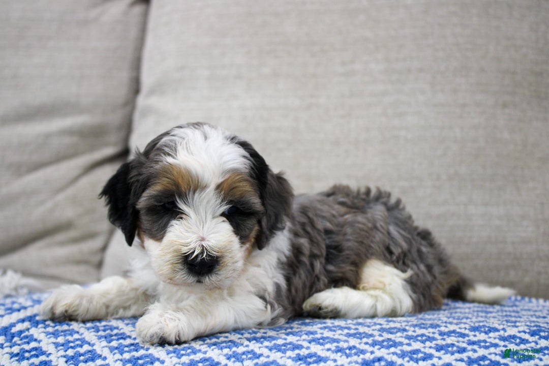 Mini Bernedoodle dogs for sale: Luke - Image 22
