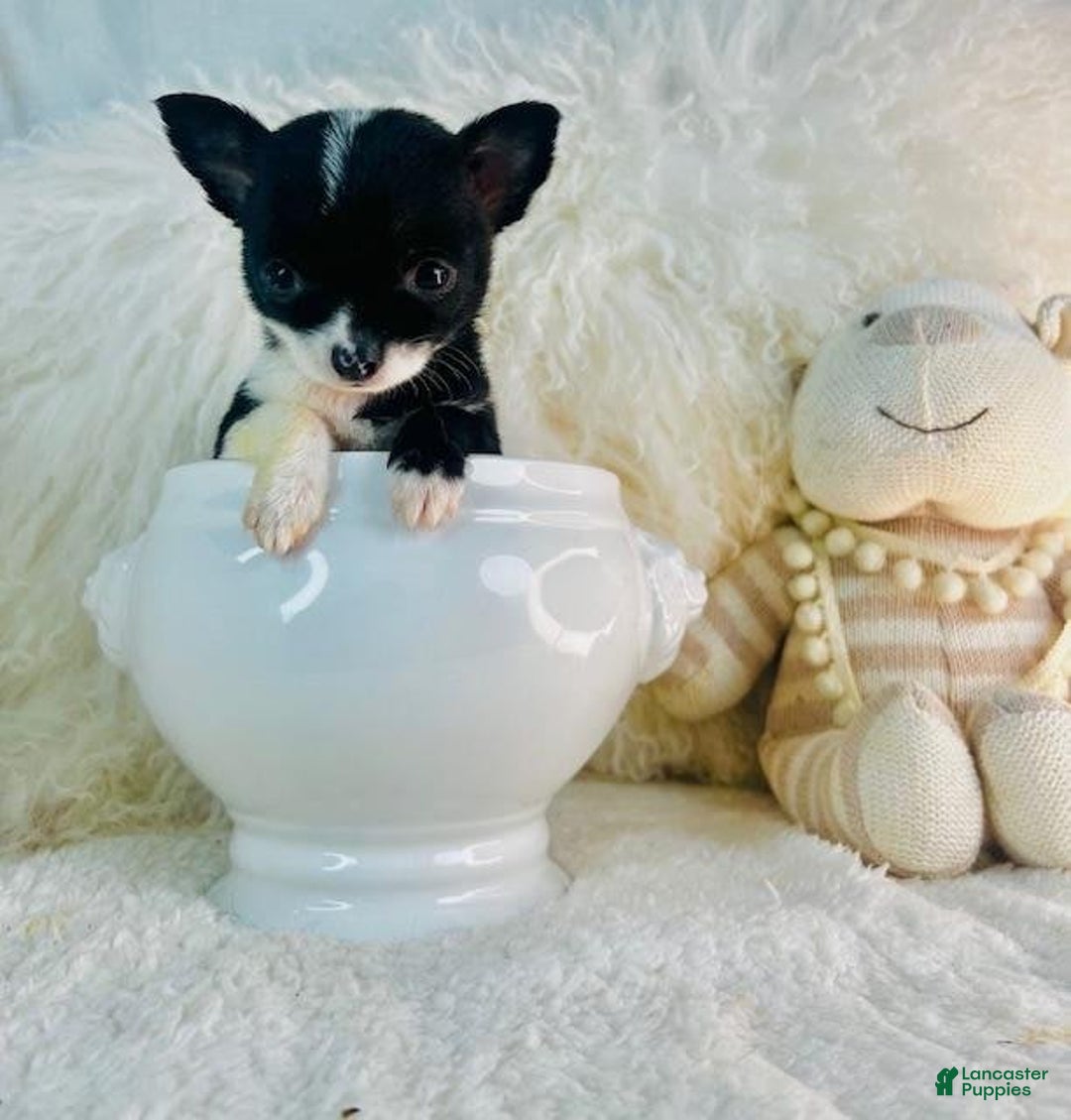 Chihuahua dogs for sale: Cosita - Image 2