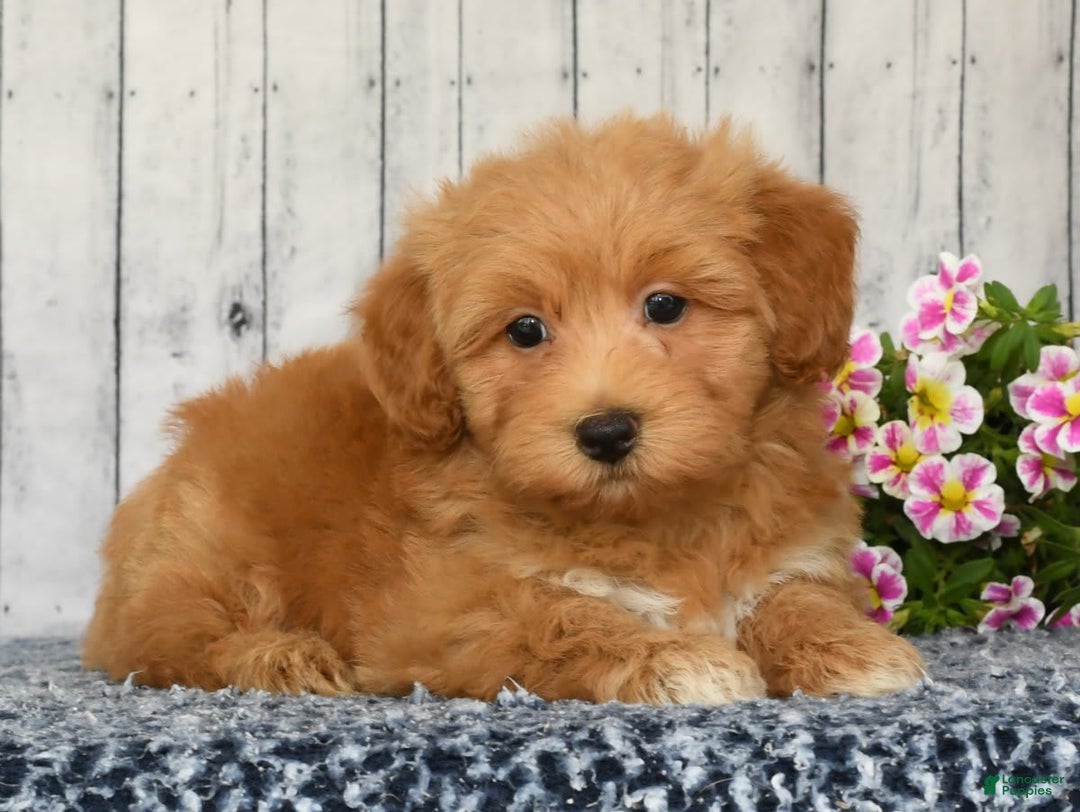 Havapoo dogs for sale: Asher - Image 4