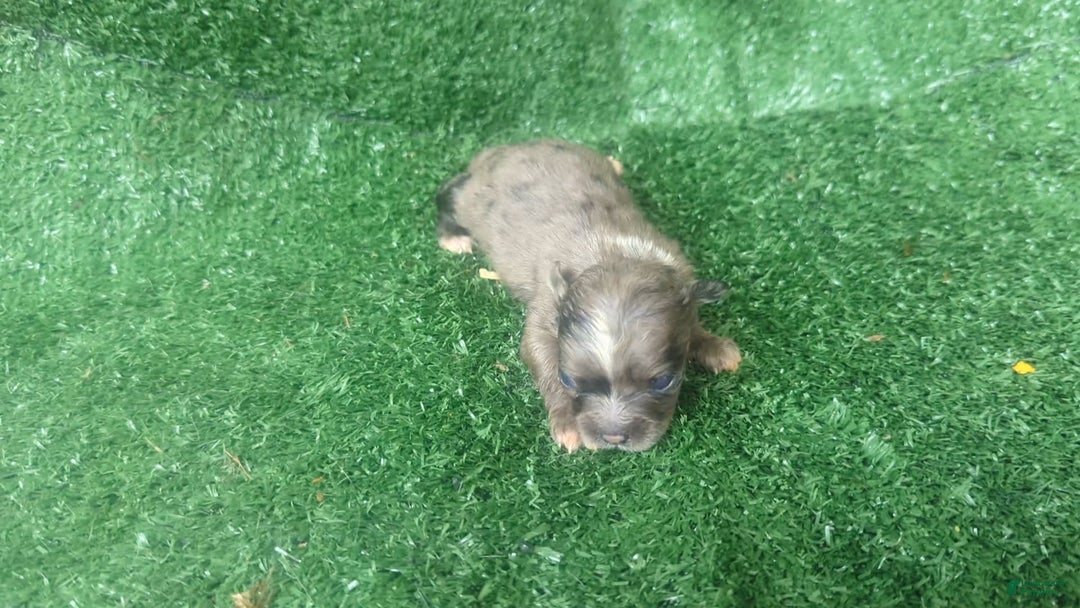 Chihuahua dogs for sale: Merle - Image 1