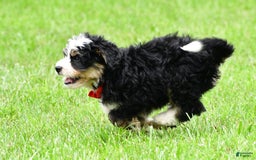 Mini Bernedoodle dogs for sale: Jay - Image 9