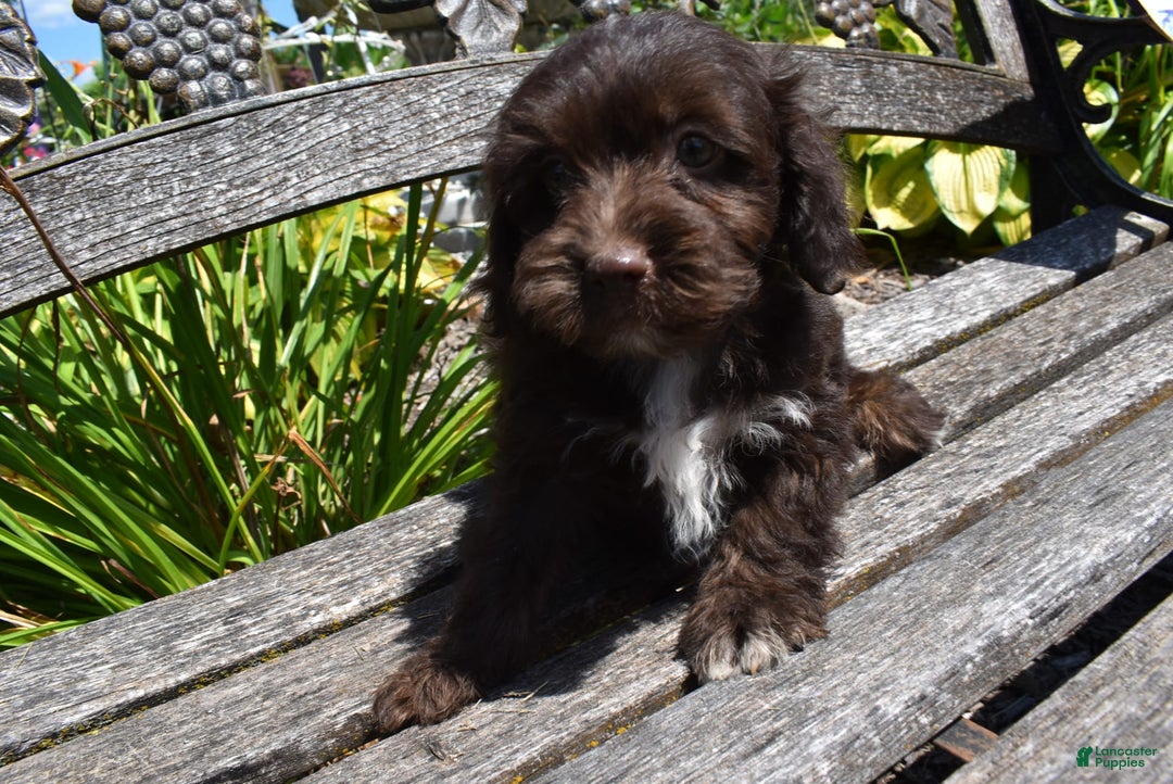 Havapoo dogs for sale: Armani - Image 3