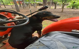 Cane Corso dogs for sale: Luna - Image 3