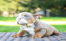 English Bulldog dogs for sale: Lexie - Image 20