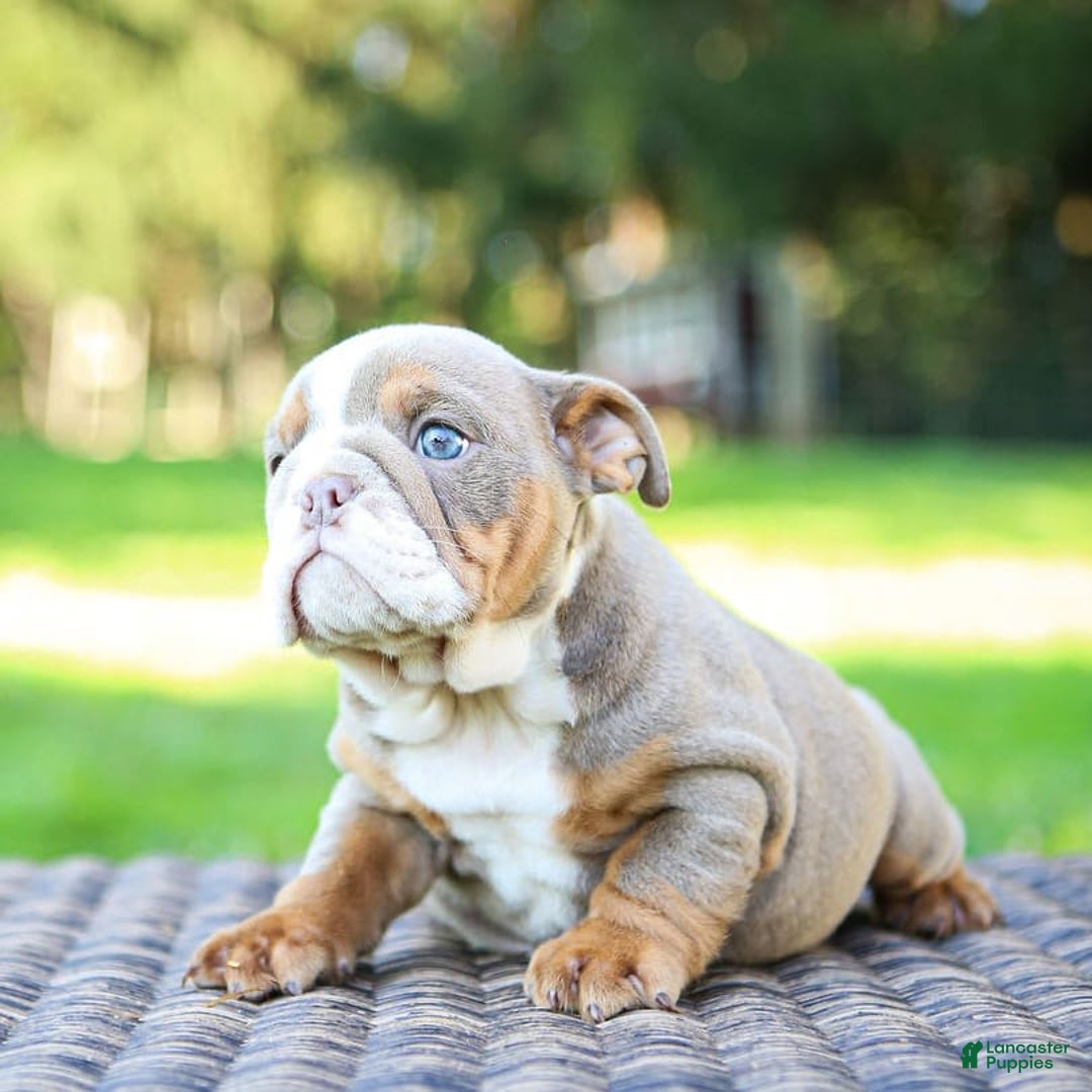English Bulldog dogs for sale: Lexie - Image 20