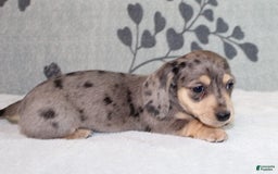 Miniature Dachshund dogs for sale: Leia - Image 6