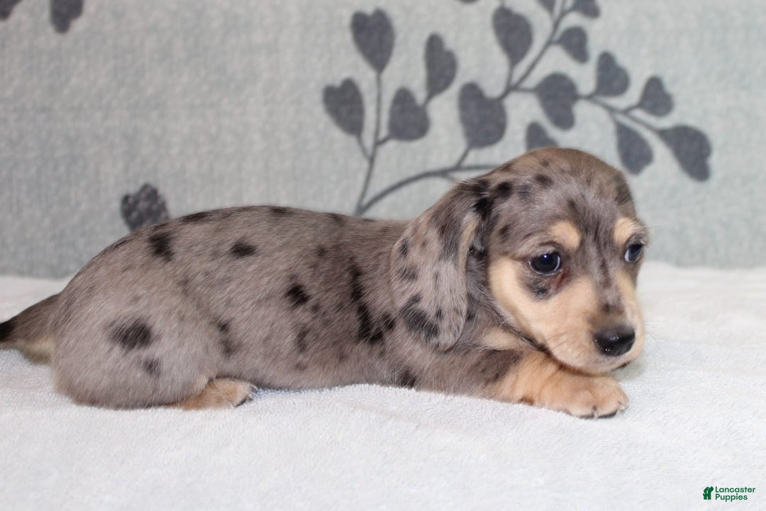 Miniature Dachshund dogs for sale: Leia - Image 6