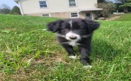 Border Collie dogs for sale: Bonnie - Image 2