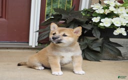 Shiba Inu dogs for sale: Rhett - Image 3