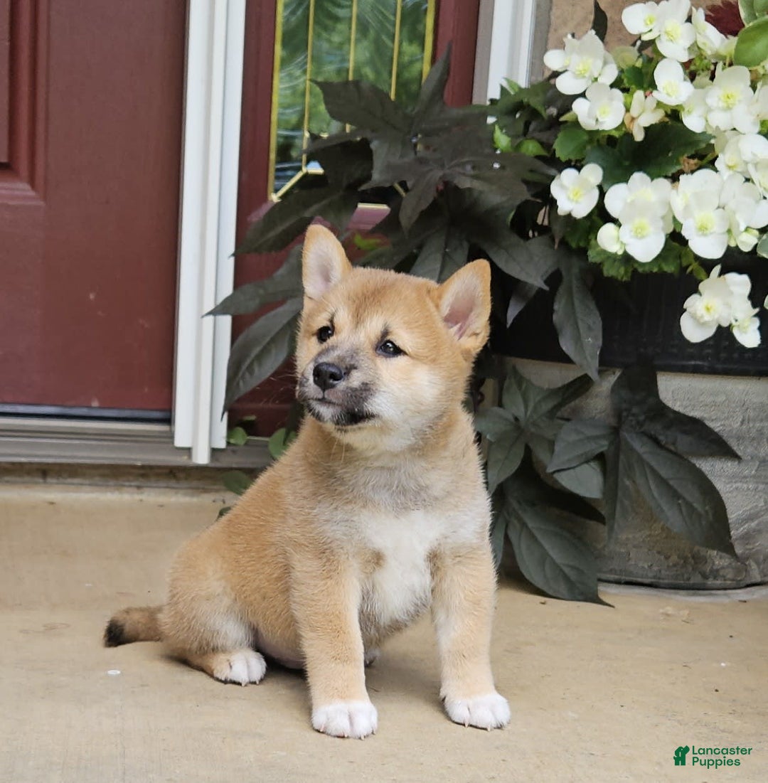Shiba Inu dogs for sale: Rhett - Image 3