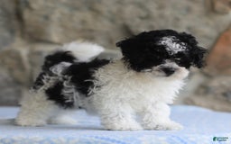 Toy Poodle dogs for sale: Prince - Image 3
