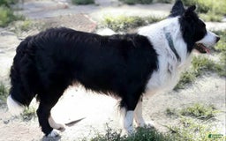 Border Collie dogs for sale: Ego - Image 15