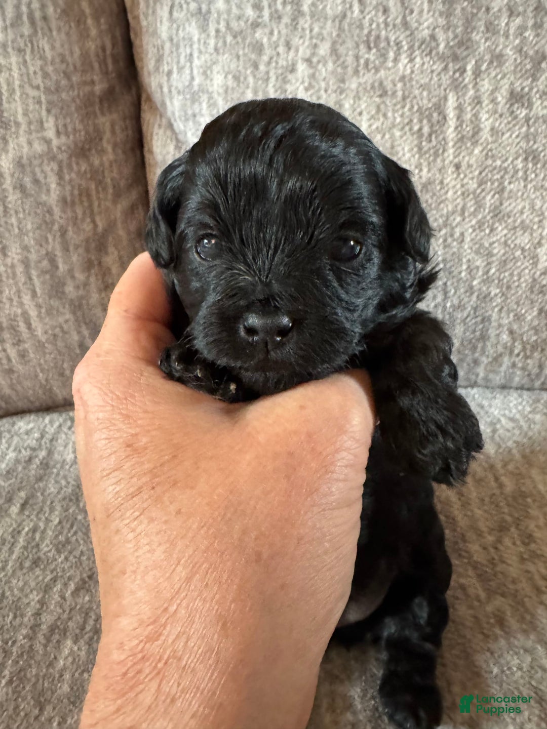 Shihpoo dogs for sale: Teacup Katie - Image 1