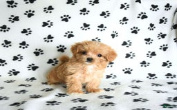 Cavapoo dogs for sale: Alex - Image 8