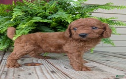 Mini Goldendoodle dogs for sale: Mini -coner - Image 70