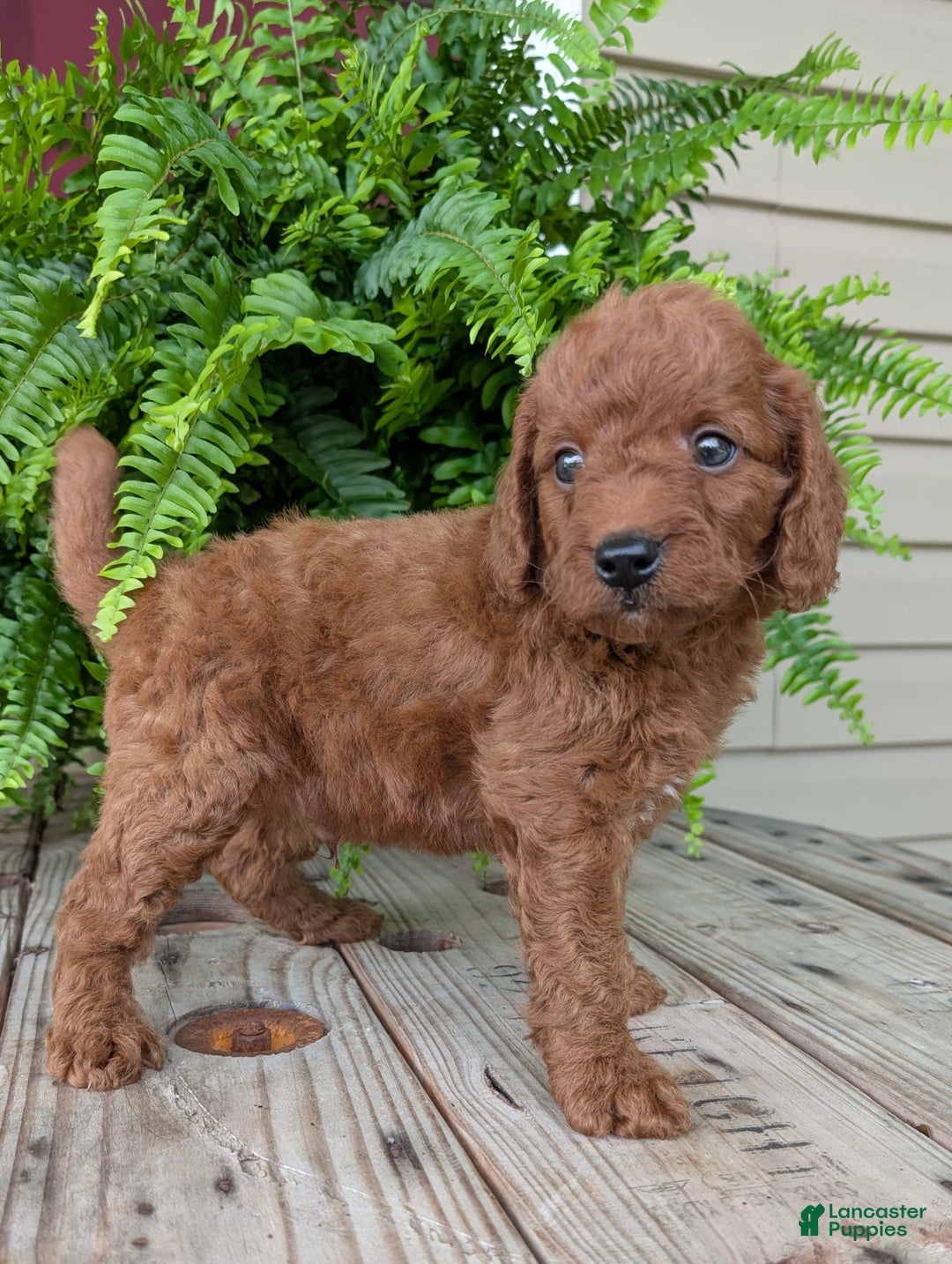 Mini Goldendoodle dogs for sale: Mini -coner - Image 70