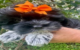 Maltipoo dogs for sale: Lucy - Image 1