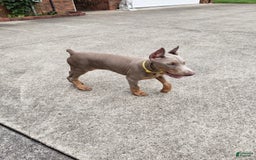 Doberman Pinscher dogs for sale: Smurf - Image 10