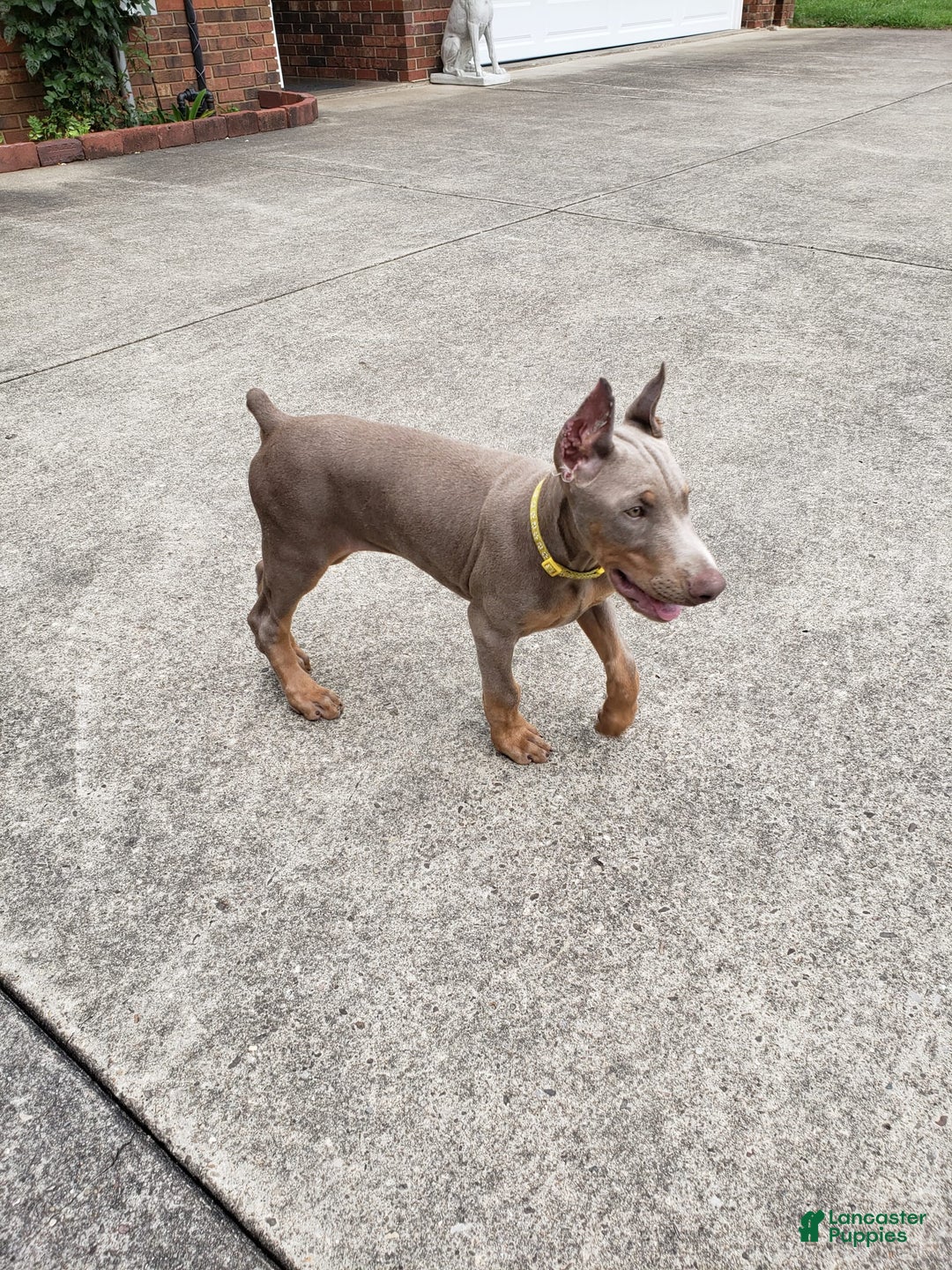 Doberman Pinscher dogs for sale: Smurf - Image 10