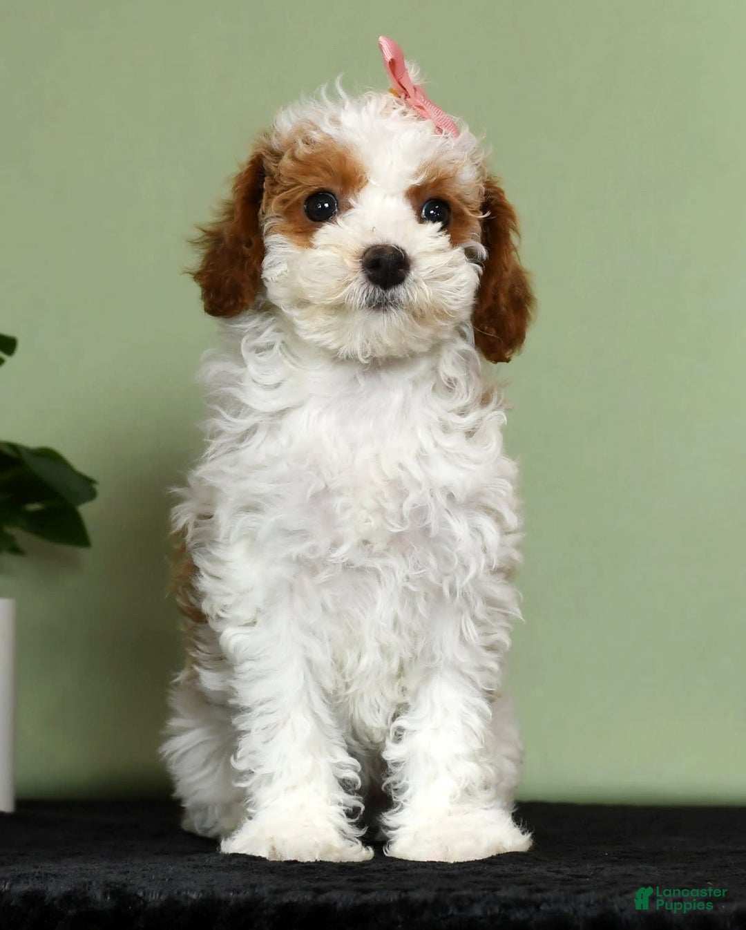 Miniature Poodle dogs for sale: Aubrey - Image 5