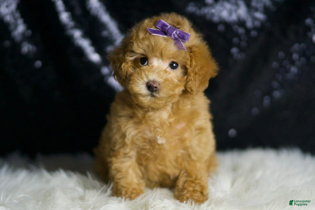 Maltipoo dogs for sale: Connie - Image 3