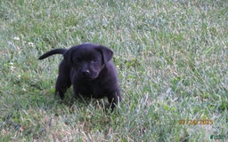 Labrador Retriever dogs for sale: Sophia - Image 5