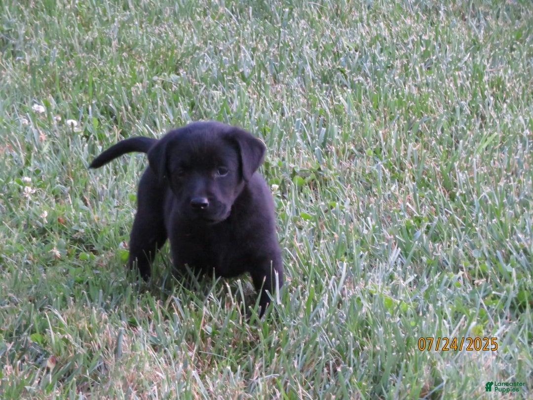 Labrador Retriever dogs for sale: Sophia - Image 5
