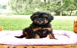 Miniature Poodle dogs for sale: Eddie - Image 4