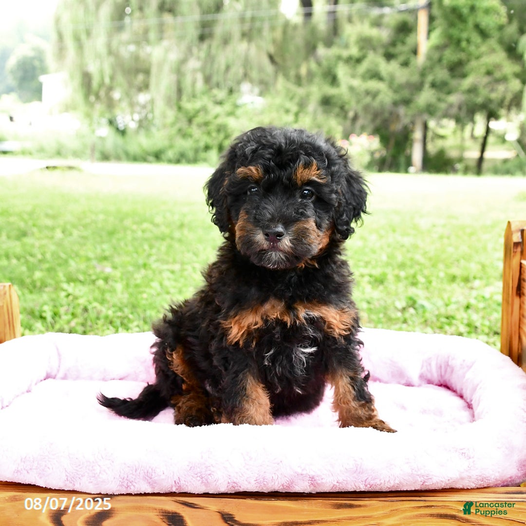 Miniature Poodle dogs for sale: Eddie - Image 4