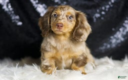 Miniature Dachshund dogs for sale: Iris - Image 5