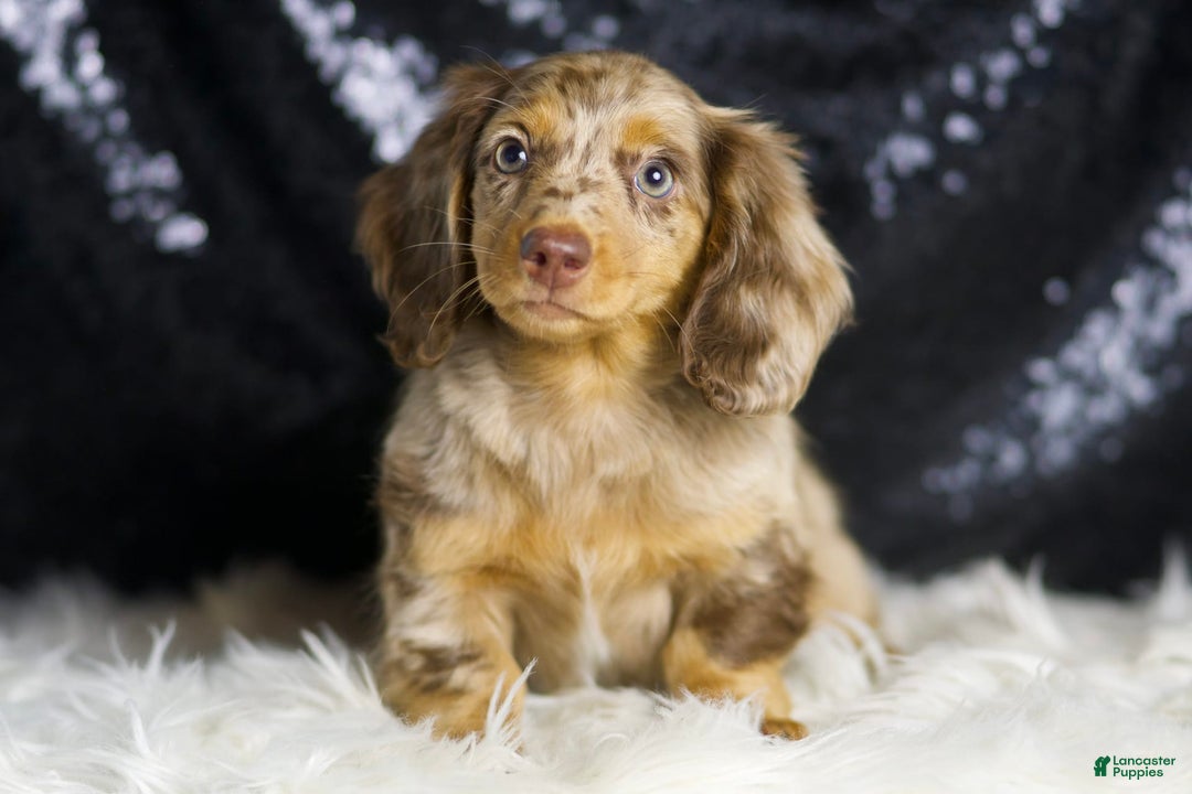 Miniature Dachshund dogs for sale: Iris - Image 5