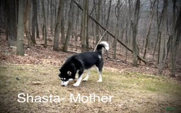 Alaskan Malamute dogs for sale: Puppy 2 - Image 2