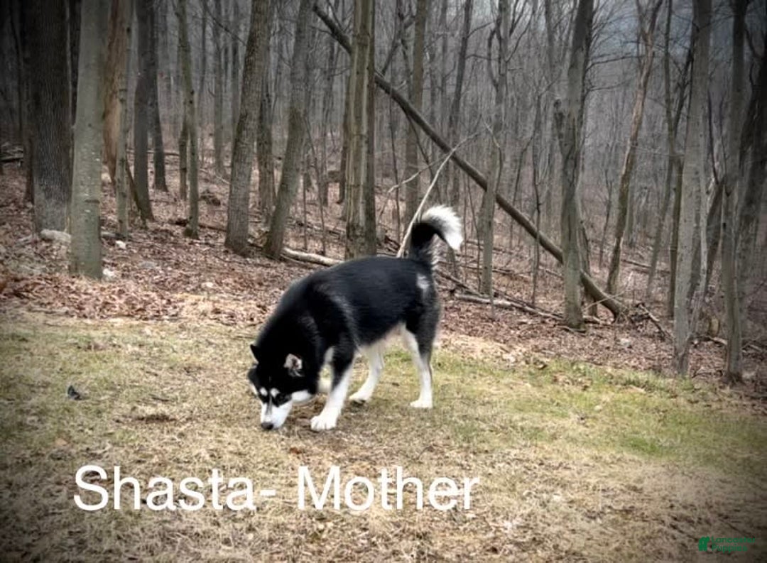 Alaskan Malamute dogs for sale: Puppy 2 - Image 2
