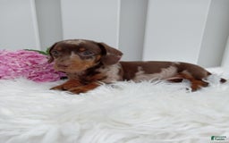 Dachshund dogs for sale: Rocky - Image 4