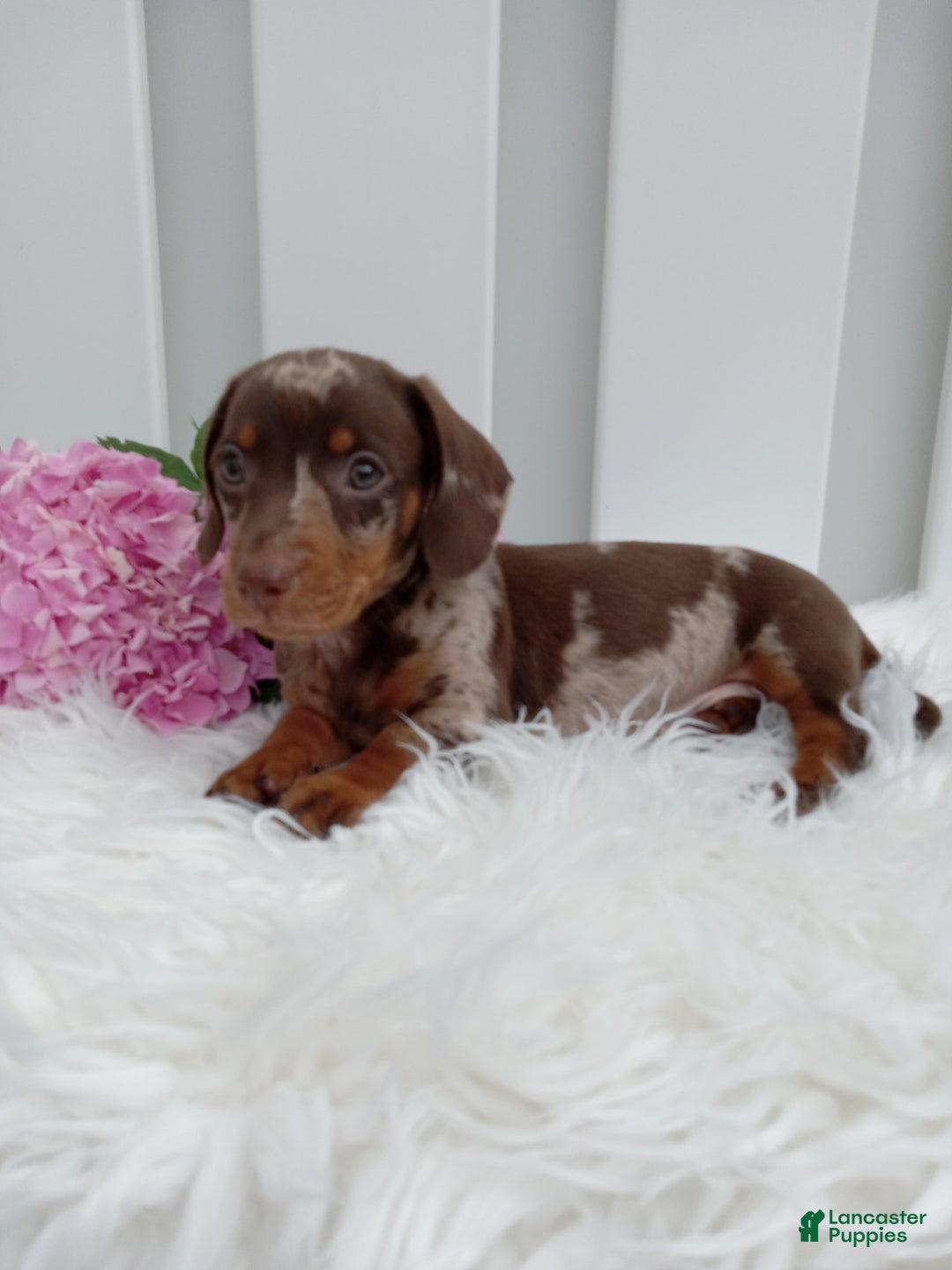 Dachshund dogs for sale: Rocky - Image 4