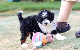 Mini Bernedoodle dogs for sale: Mini Bernedoodle 6 puppies - Image 27