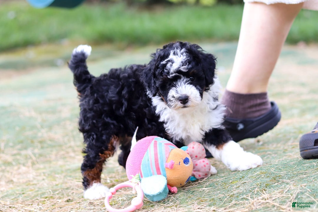 Mini Bernedoodle dogs for sale: Mini Bernedoodle 6 puppies - Image 27