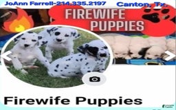Dalmatian dogs for sale: Peppers Lt. Blue Girl - Image 3