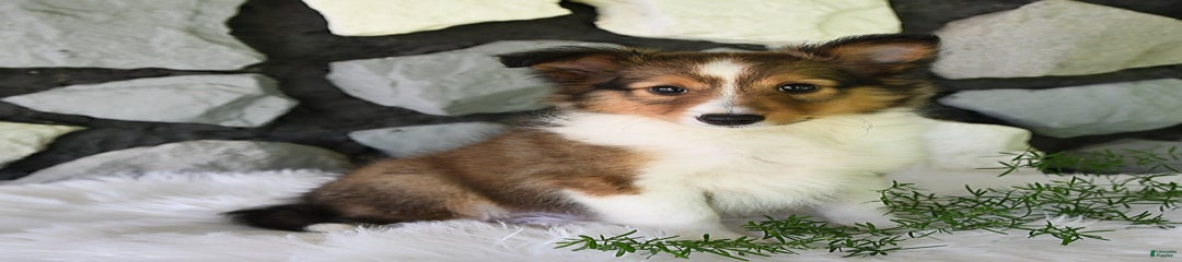 Tucker