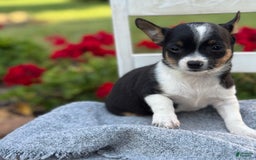 Chihuahua dogs for sale: Sprout - Image 1