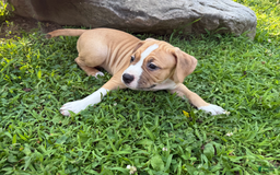 American Pit Bull Terrier dogs for sale: Helga - Image 22